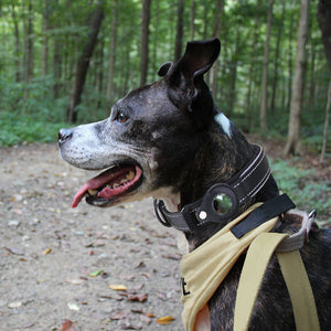 GeoPet - Le collier de chien anti-perte